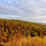 Best Spot for Enjoying Foliage in Northern Virginia