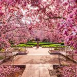 Cherry Blossoms in Virginia