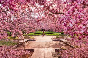 Cherry Blossoms in Virginia