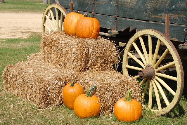 Northern Virginia Pumpkin Patches