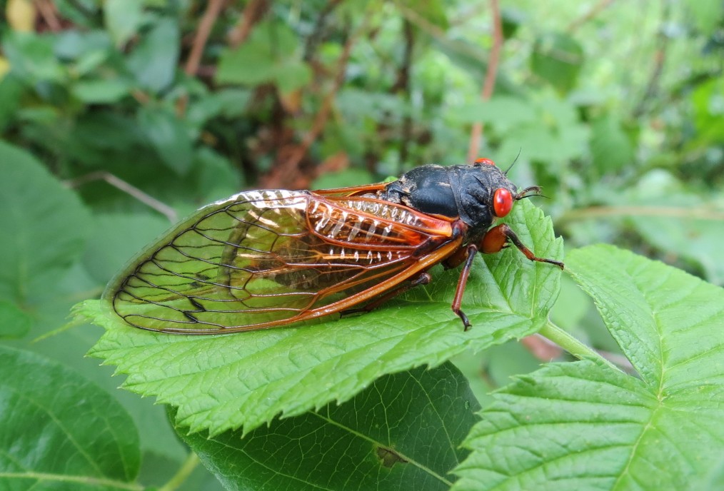 Brood X Cicadas