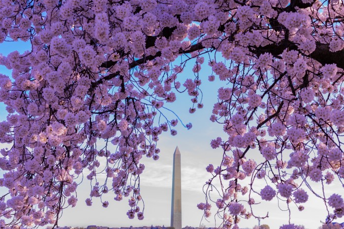 Cherry Blossom Festival