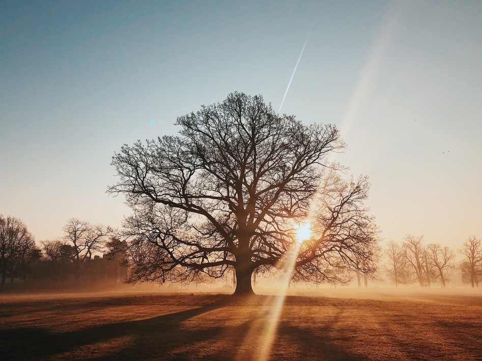 Jointly-Owned Trees