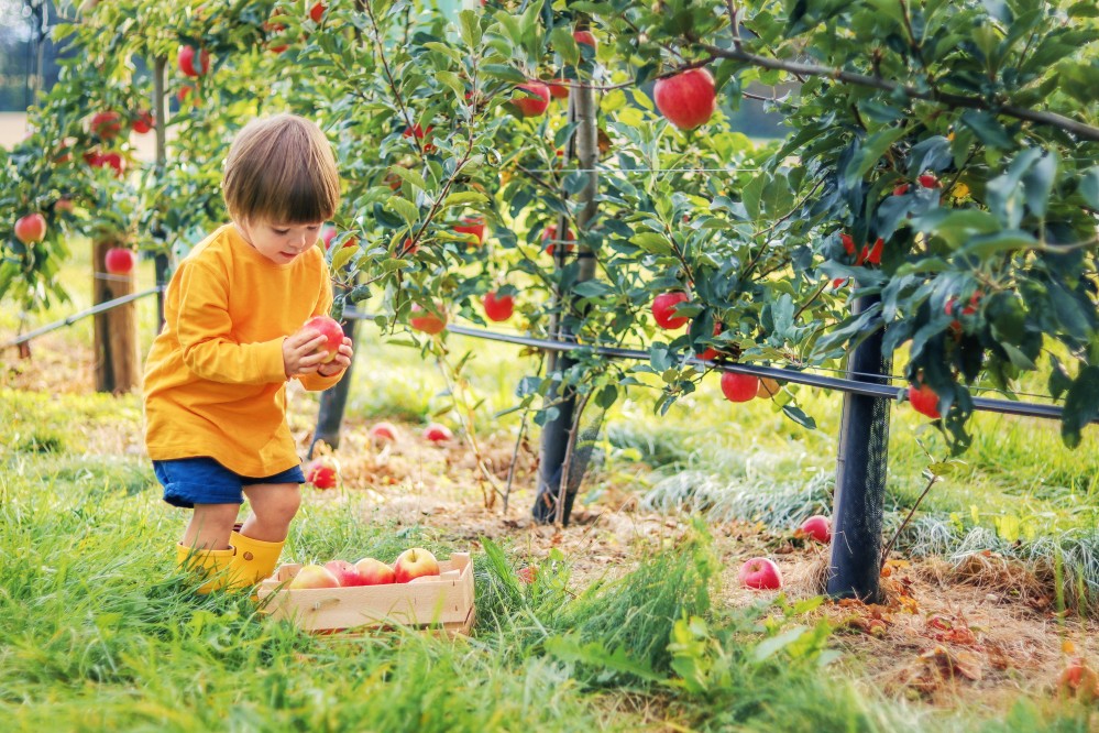 Pick Your Own Apples